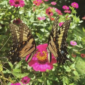 Meet your Posher, Emily